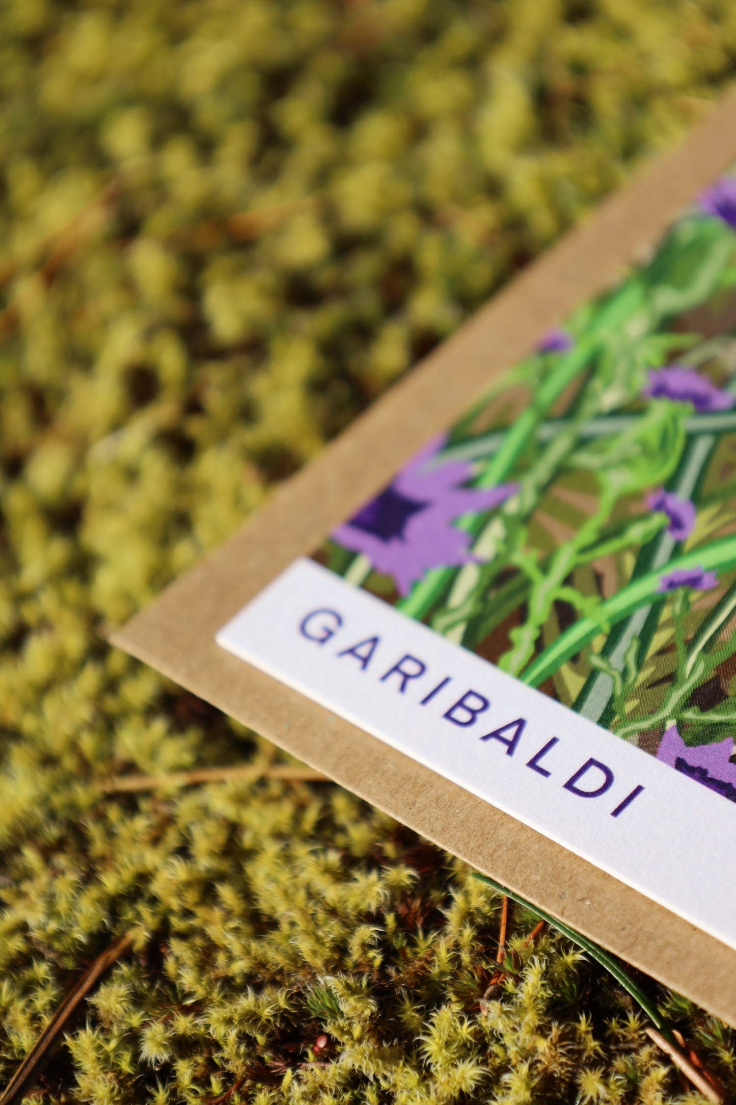 Notecard 4x6 - Garibaldi